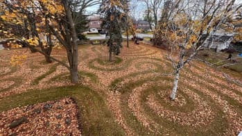 leaf_circles.jpg